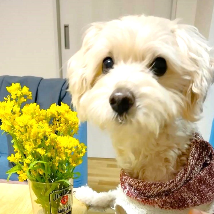 菜の花と犬