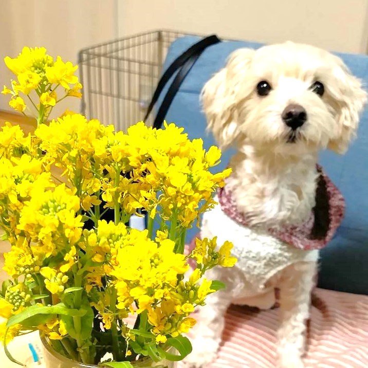 菜の花と犬