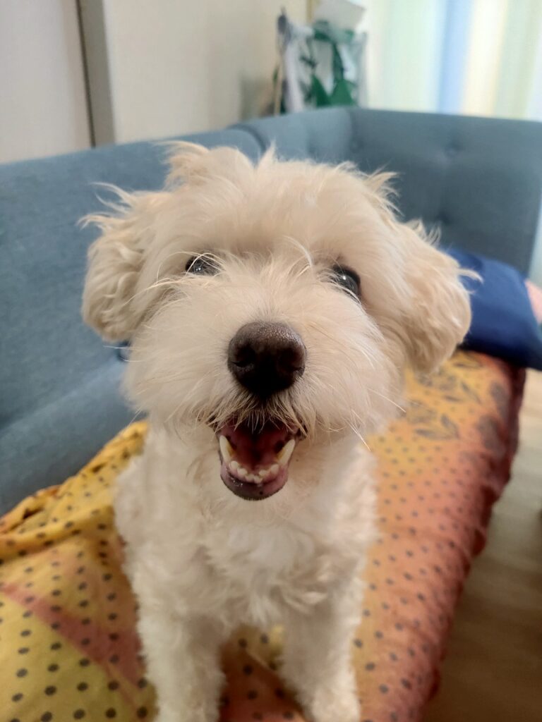 マルプーのトリミング前