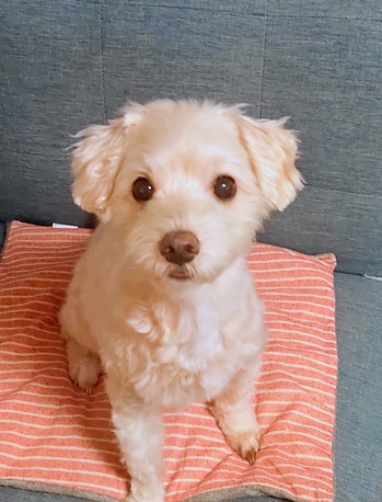 マルプーのトリミング後