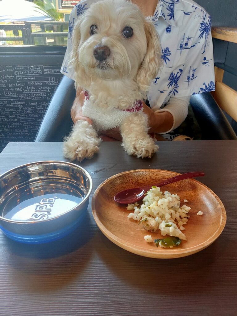 愛犬の駅犬の食事