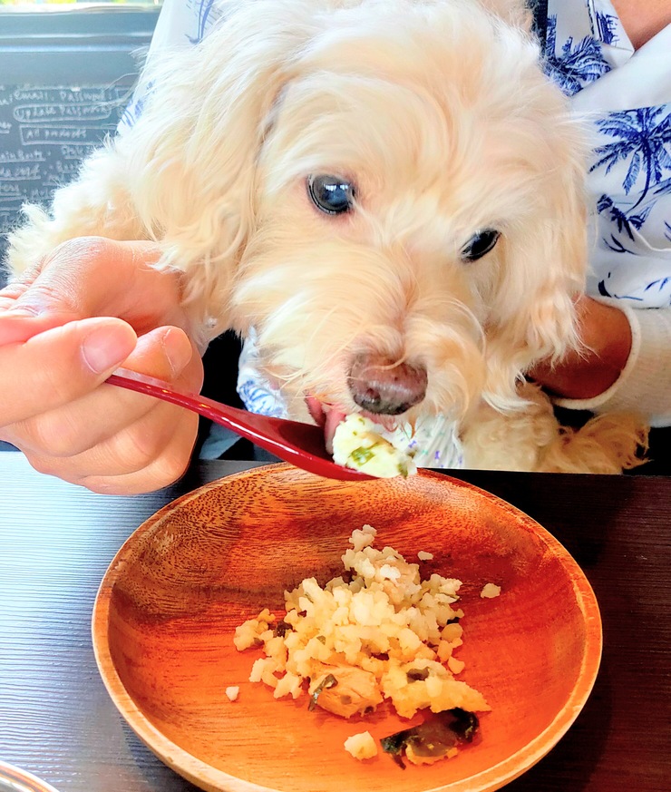 愛犬の駅犬の食事風景