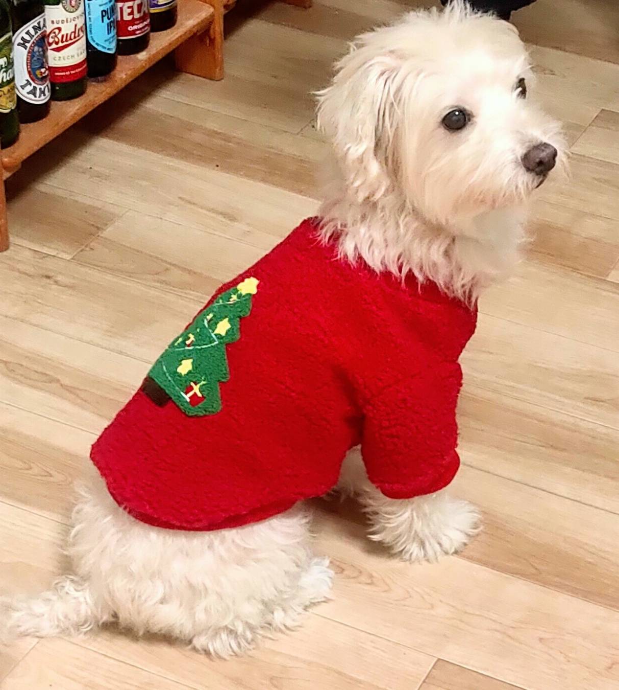 犬用　クリスマス服